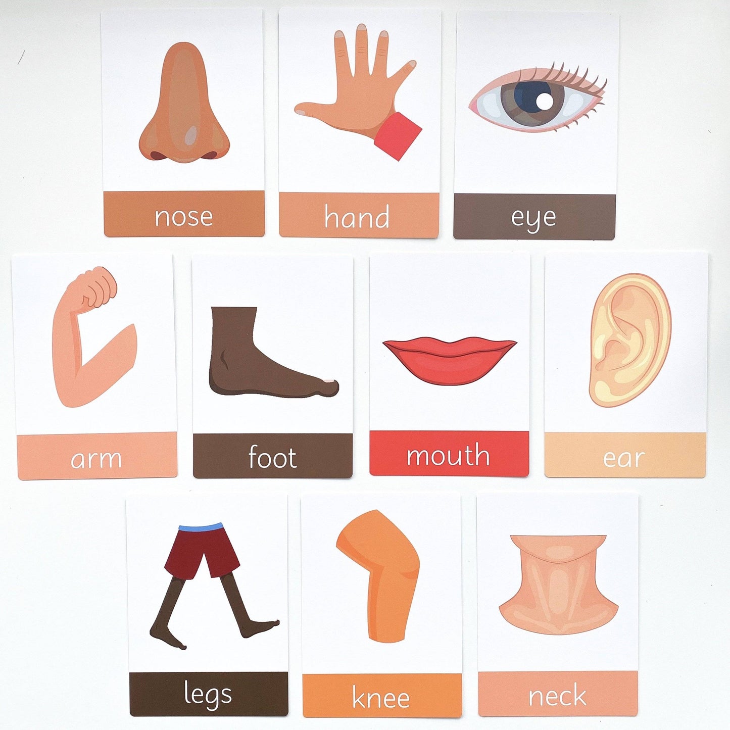 Human Body Toddler Flashcards-Little Boo Learning-A6,body,body parts,Flashcards,human body,my body