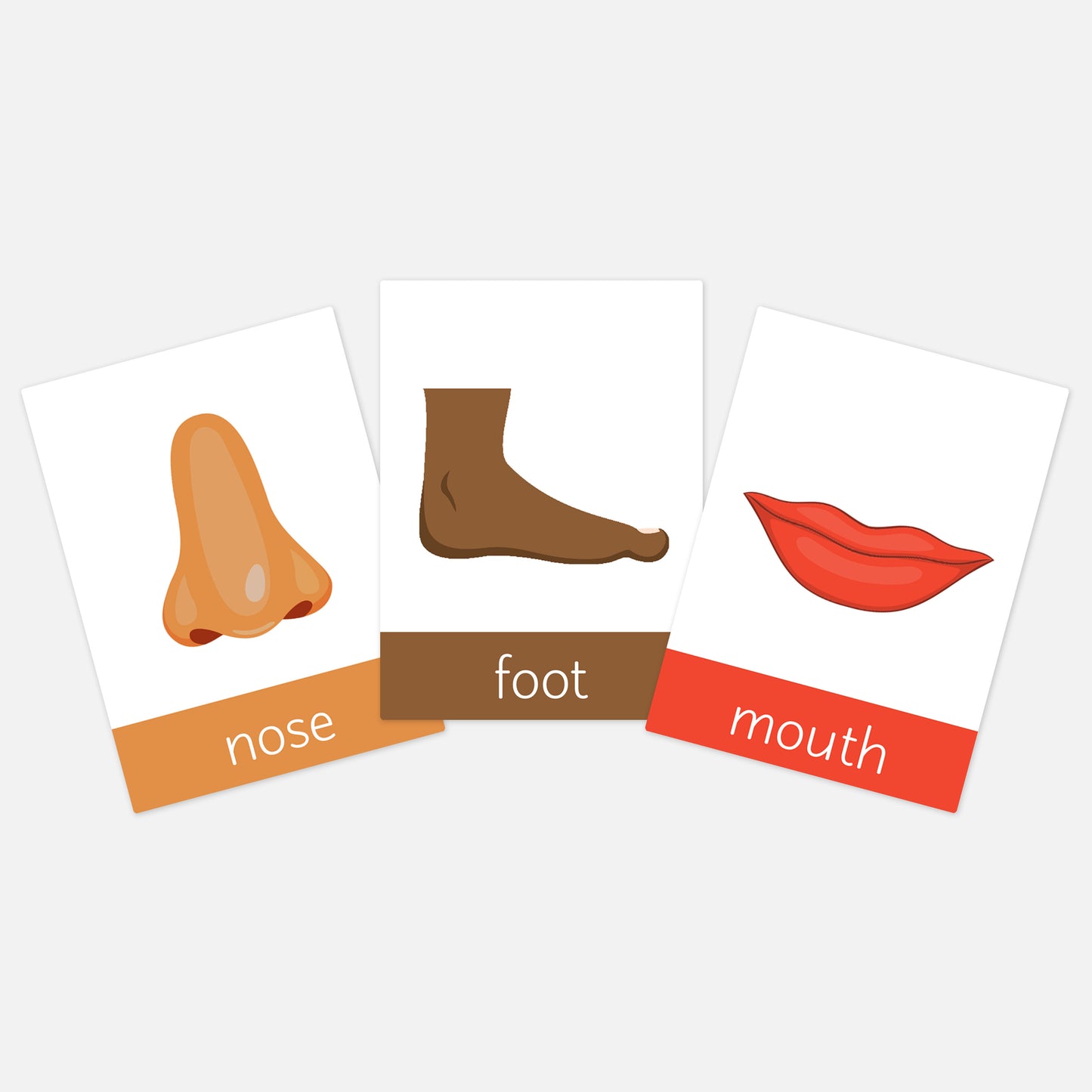 Human Body Toddler Flashcards-Little Boo Learning-A6,body,body parts,Flashcards,human body,my body