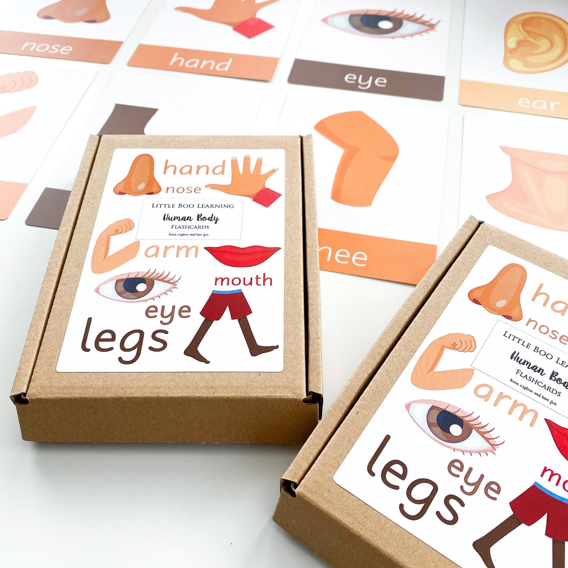Human Body Toddler Flashcards-Little Boo Learning-A6,body,body parts,Flashcards,human body,my body